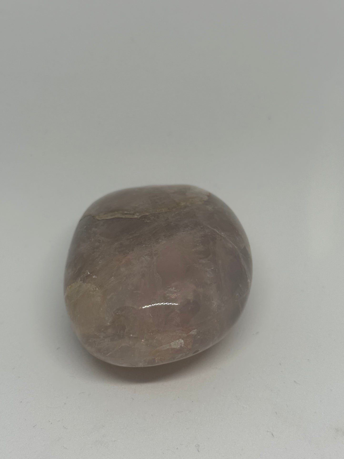 Amethyst Palm
