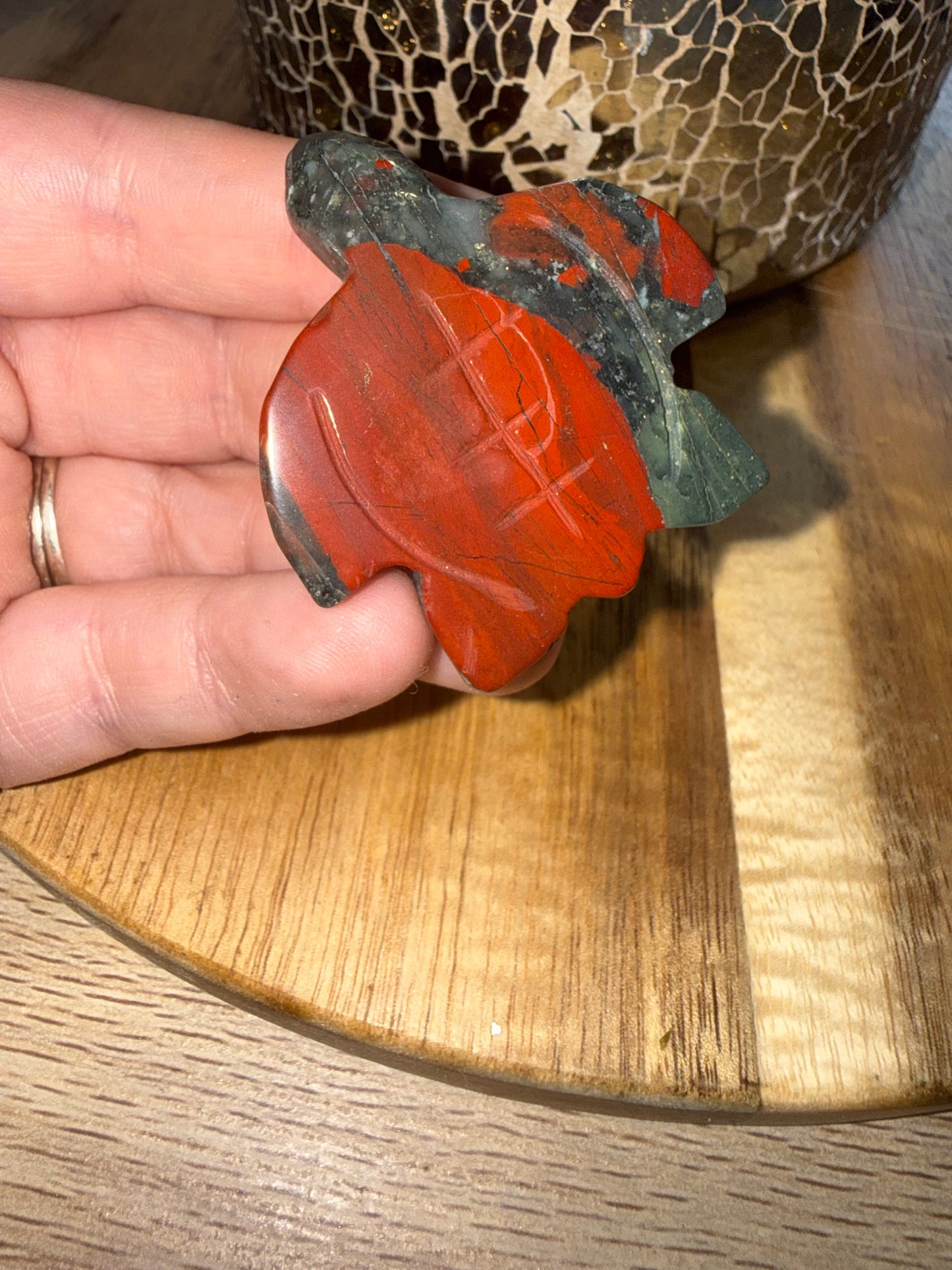 African Bloodstone turtle